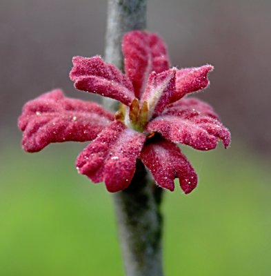 Quercus marilandica - dub marylandský - jarní listy
